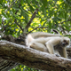 Image for article titled Ghost Monkeys Foretell Rainforest Destruction (Yes, Really)